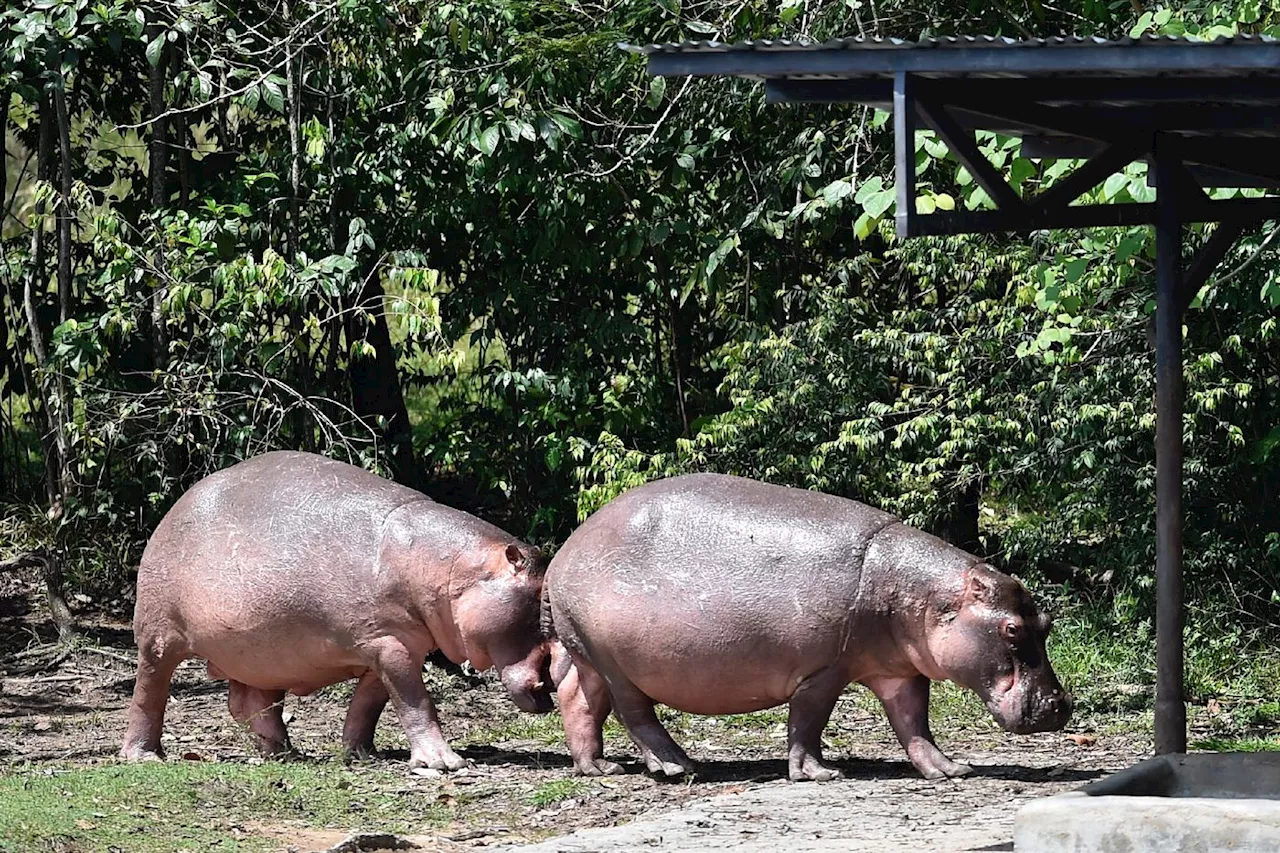 Colombie: les hippopotames d'Escobar seront pour partie euthanasiés, stérilisés et déplacés