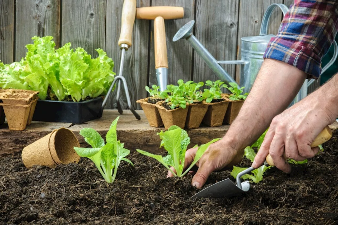 5 things to plant and propagate in the garden this week