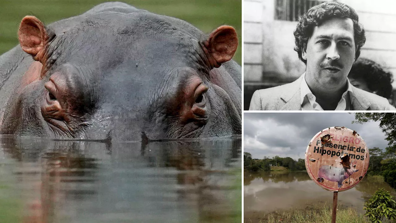 Pablo Escobar's feral 'cocaine hippos' face cull in Colombia after being deemed 'invasive' and 'ecological...