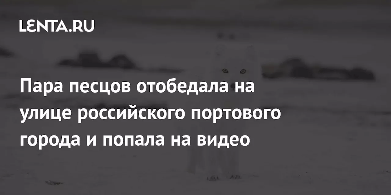 Пара песцов отобедала на улице российского портового города и попала на видео