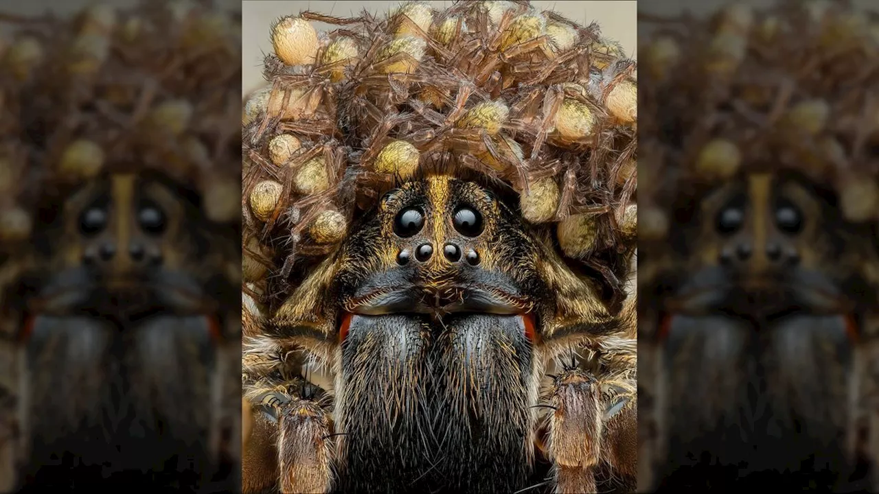 Wolf spider mama wearing crown of babies captured in stunning photo