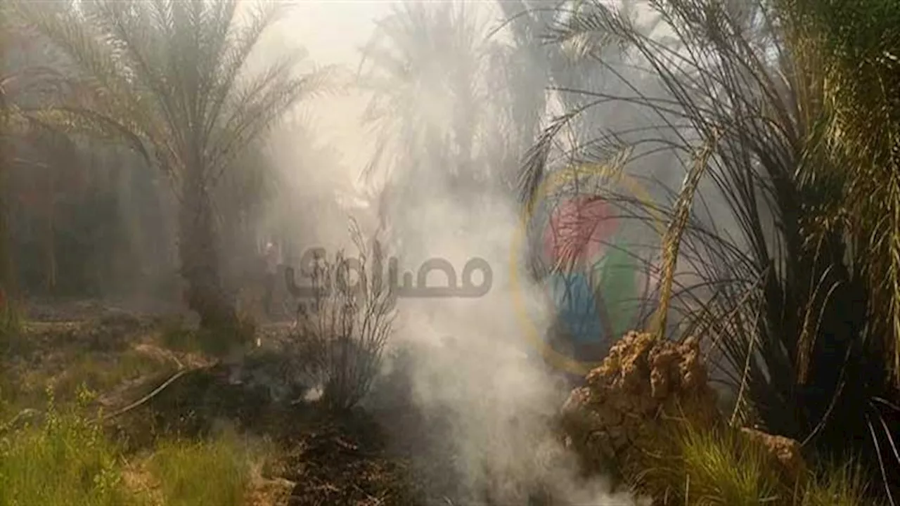 صور.. حريق مزرعة نخيل في باريس بالوادي الجديد