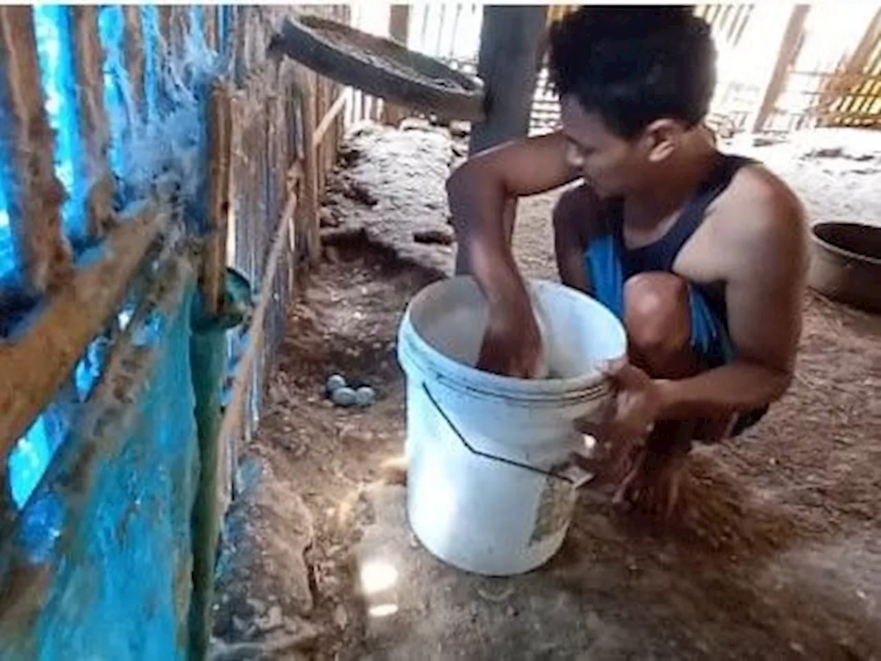 Kekeringan Berkah, Produksi Telur Bebek di Brebes Melejit