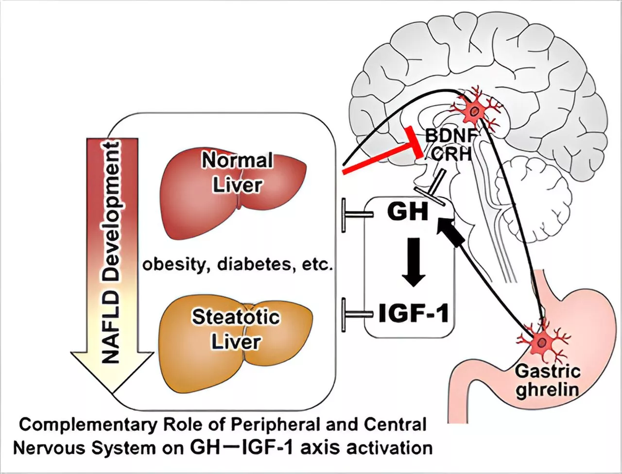 Involvement of brain peptide dynamics in the pathology of fatty liver disease