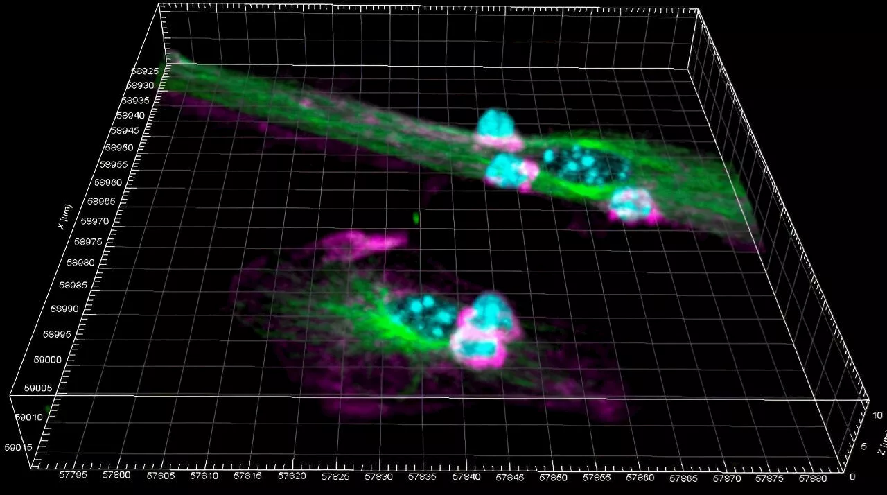 Scientists identify changes in dendritic cells during the immune response with promising implications for vaccine design