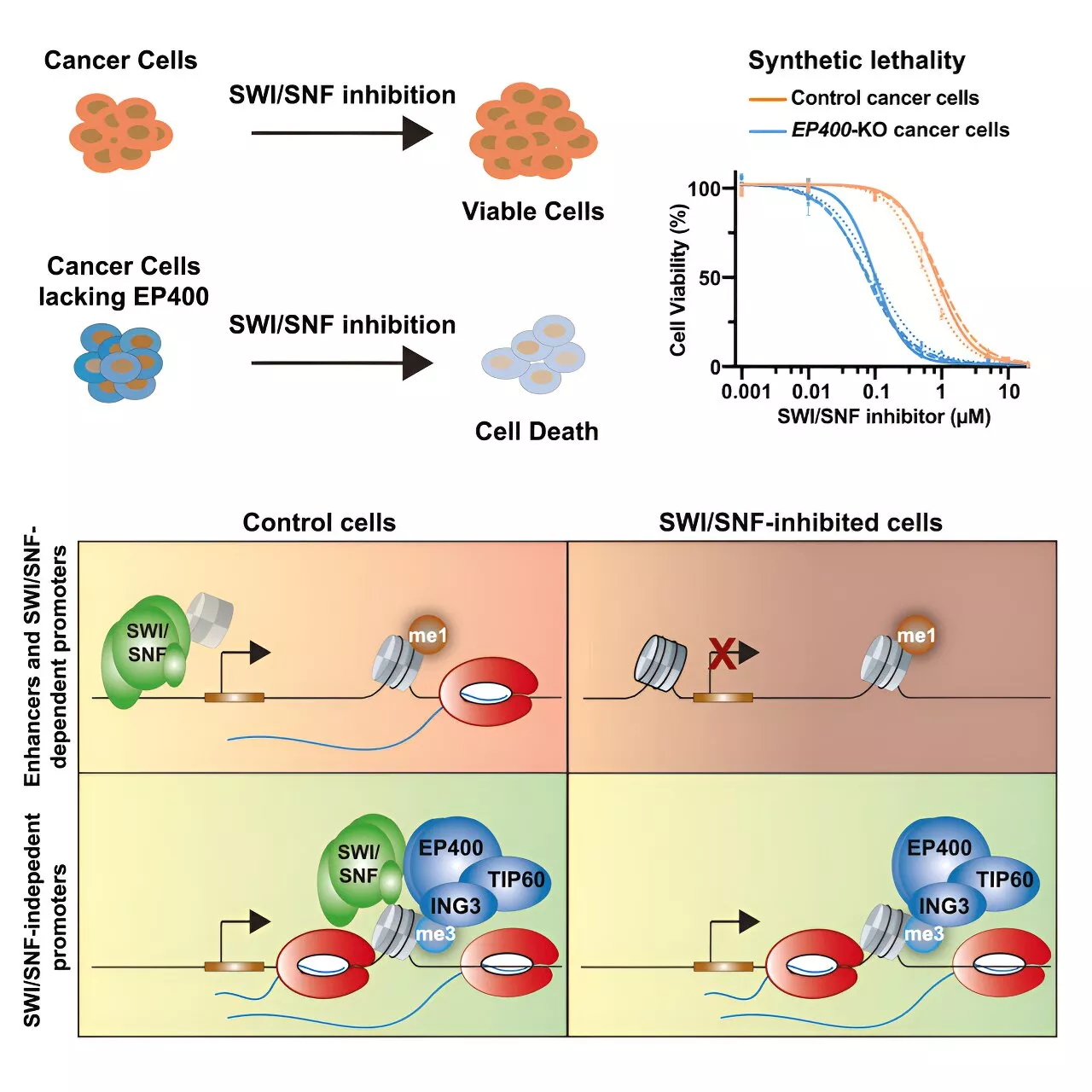 Two-drug approach could overcome a common cancer mutation, make treatments more effective