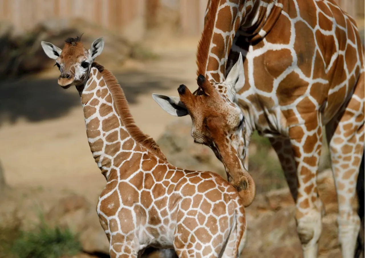 Photos: Meet Kendi as Oakland Zoo celebrates first giraffe born at the zoo in 11 years