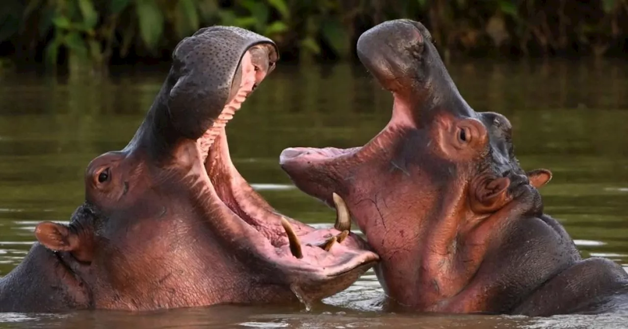 Pablo Escobar's 'cocaine hippos' face cull as they go wild in Colombia