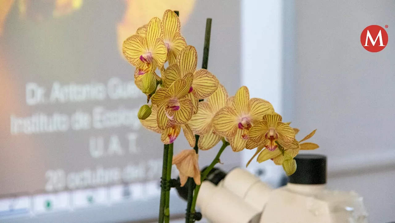 Tamaulipas tiene más de 80 especies de orquídeas; algunas en peligro de extinción