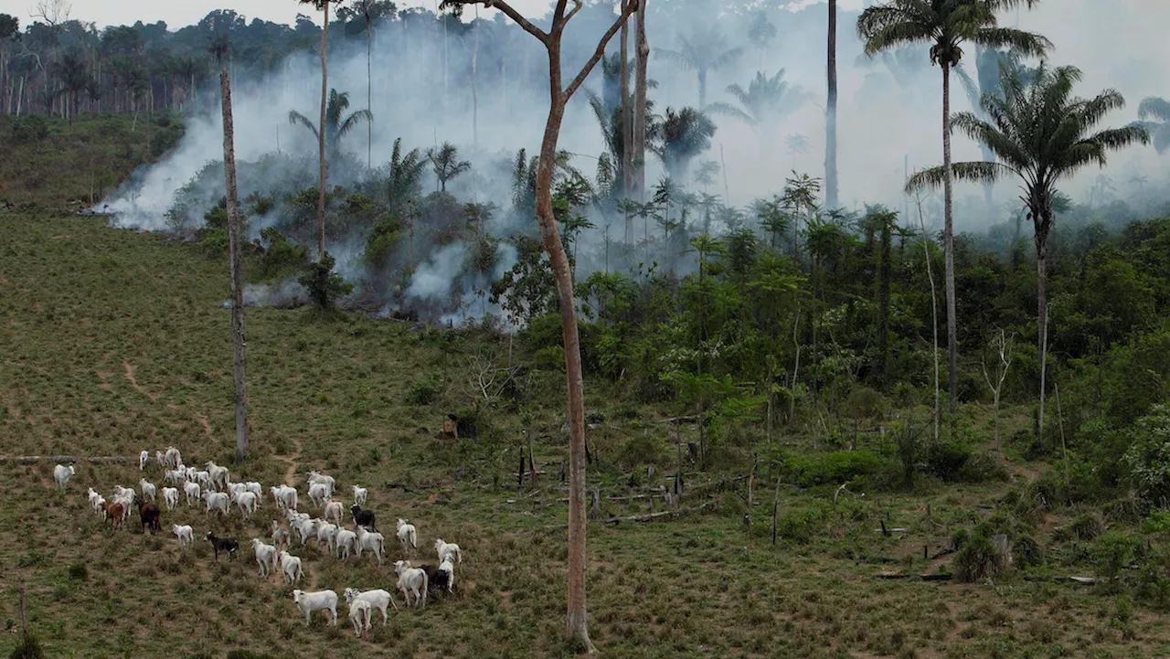 How an American beef distributor is fueling deforestation in the Amazon rainforest