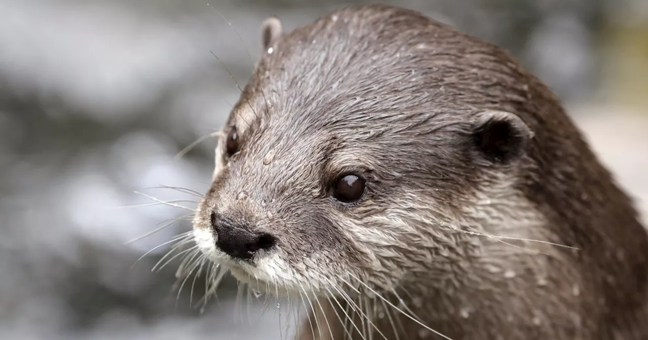 Otters bite swimmer 12 times in California's Serenes Lake