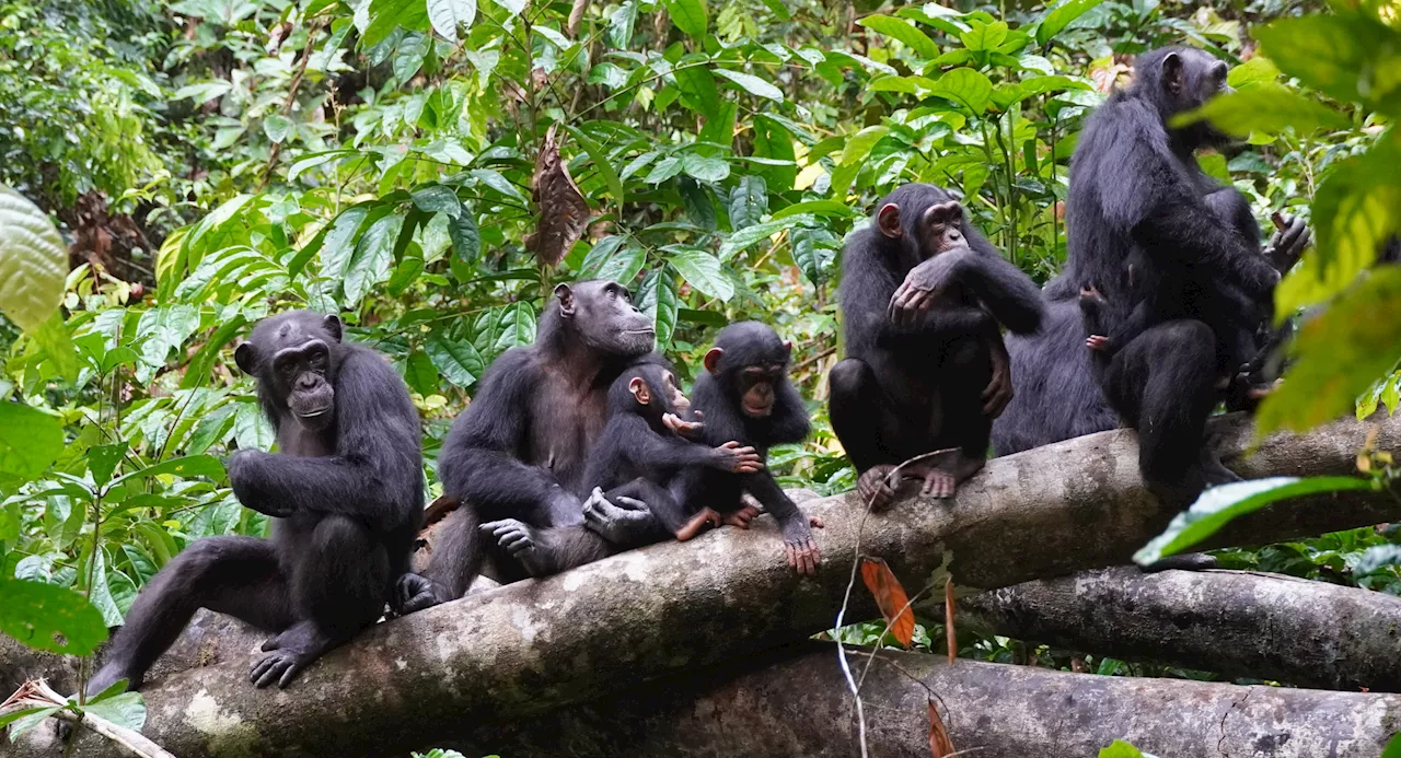 Chimpanzees Use Human-Like Warfare Tactics, Scientists Discover