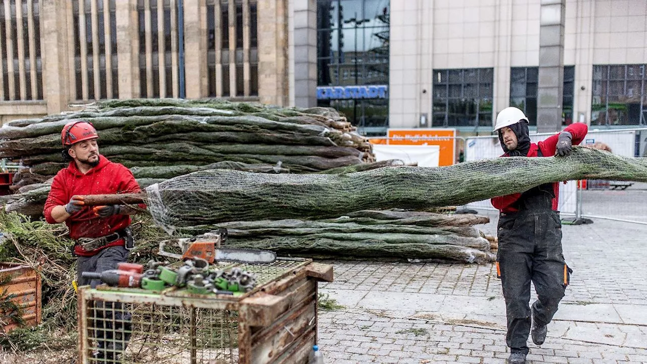 Nordrhein-Westfalen: Riesen-Weihnachtsbaum entsteht aus mehr als 1000 Fichten