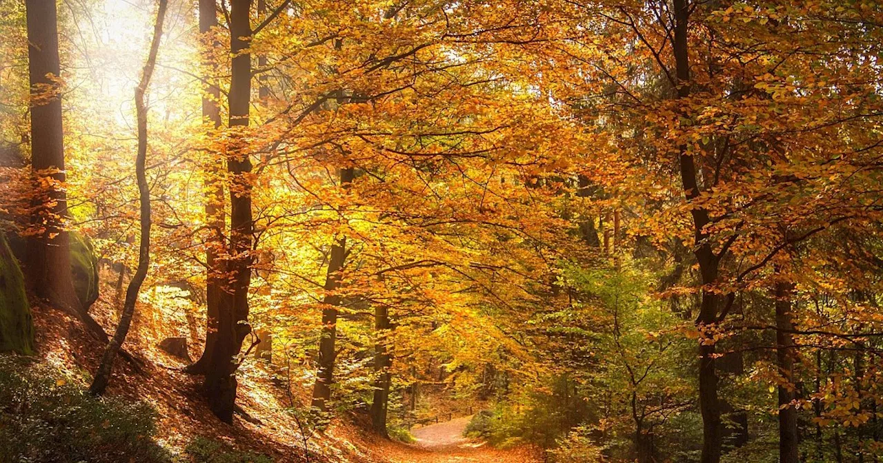 „Das sieht man dem Wald auch an“: Forstamtschef im Kreis Höxter über den Zustand der Bäume