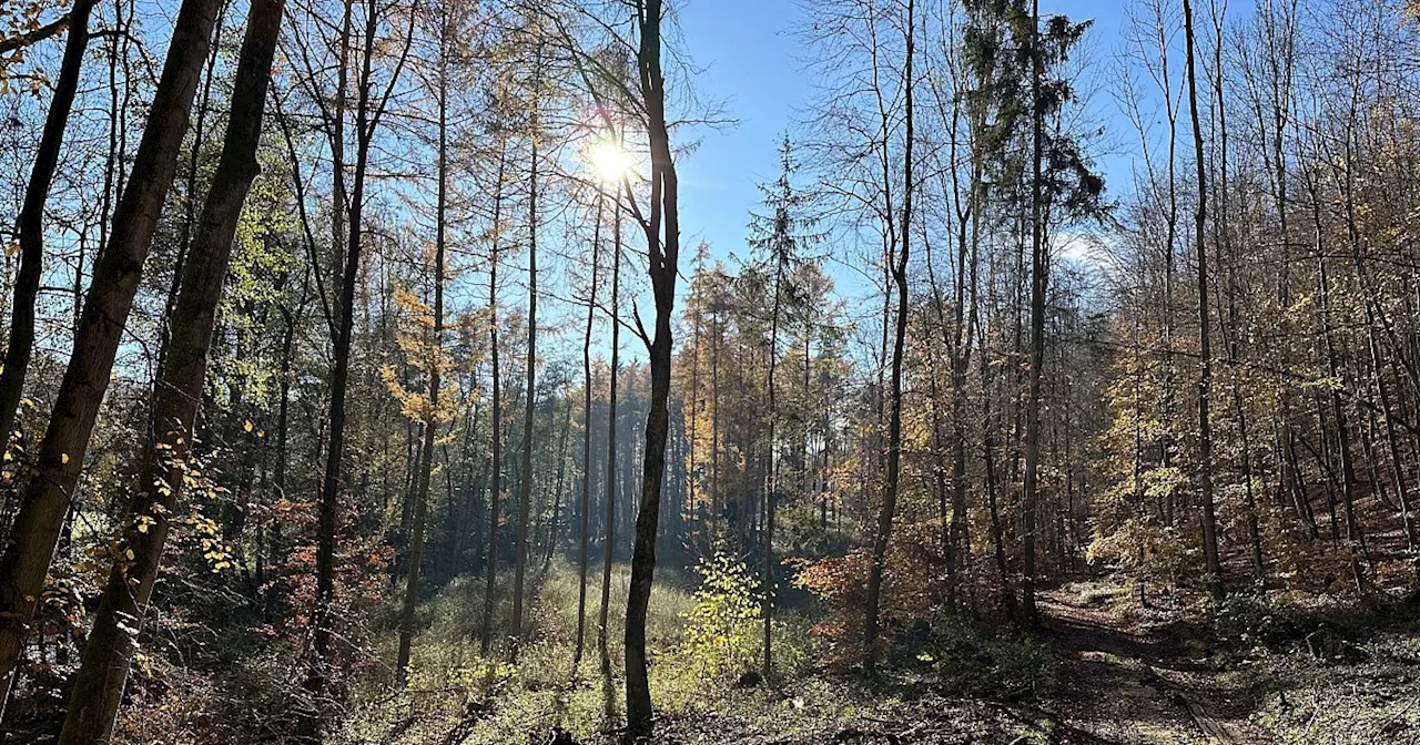 Nationalpark: Die größten Hürden für das Bürgerbegehren im Kreis Höxter