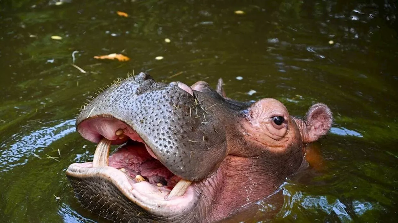 En Colombie, une partie des 116 hippopotames de Pablo Escobar vont connaître une fin funeste