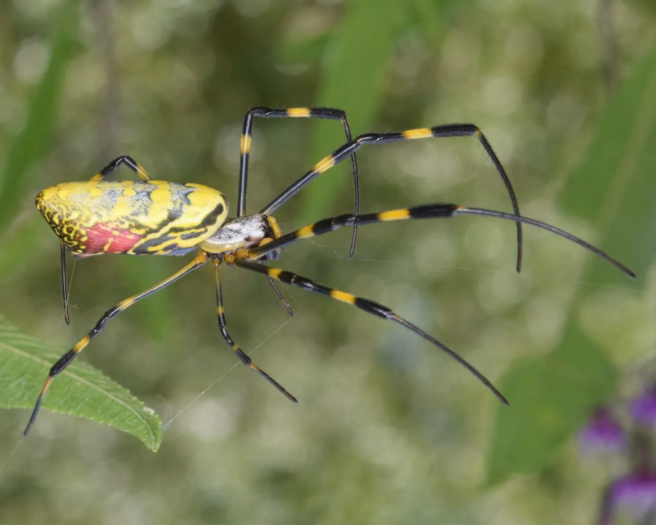 ‘Scene out of Arachnophobia.’ Huge spiders in Eastern US aren’t going away, experts say