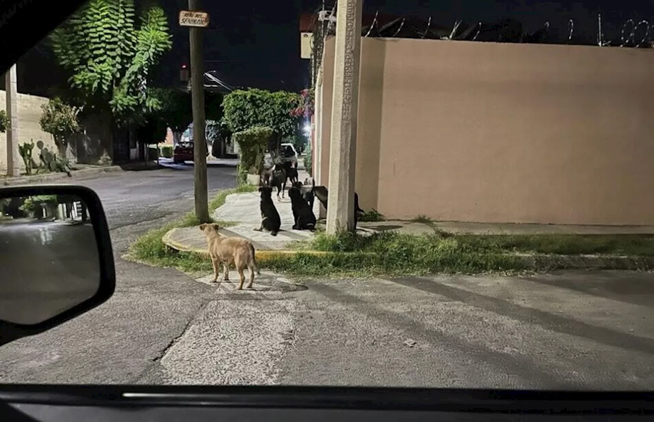 Pese a ataques y denuncias, estas zonas de Celaya siguen sufriendo por jauría de perros