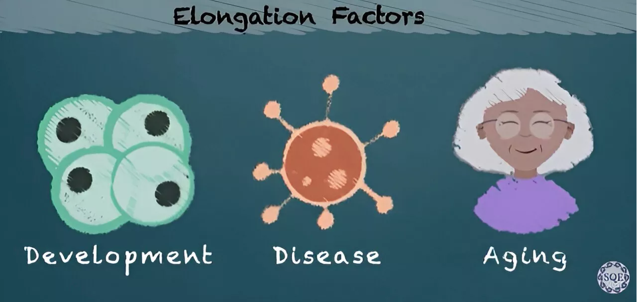 Exploring transcription elongation control in development, disease and aging