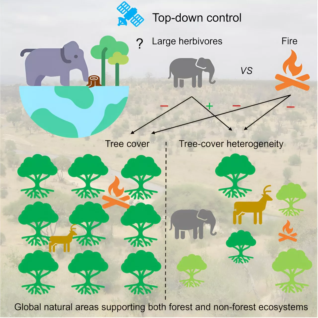 Large herbivores such as elephants, bison and moose shown to contribute to tree diversity