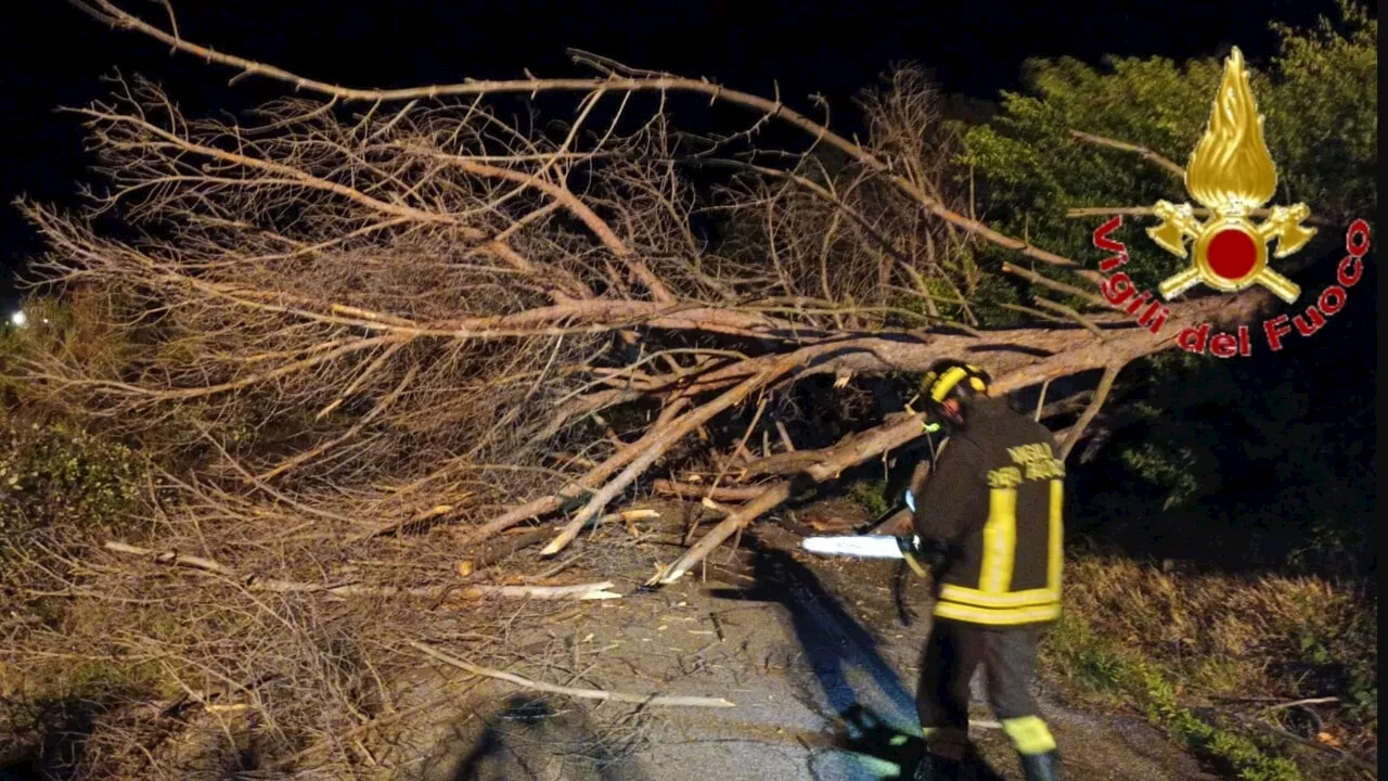 Ciaran a Roma e provincia, 200 interventi per alberi caduti