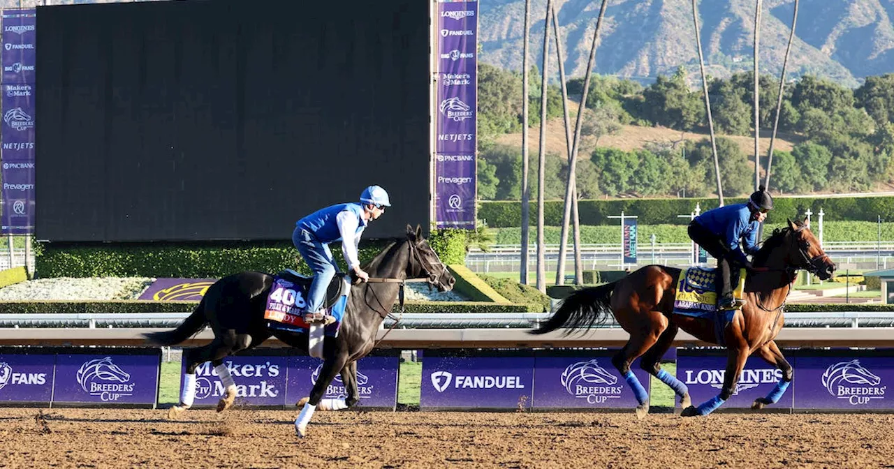 Horse racing-Baffert's Arabian Knight Breeders' Cup favorite after Arcangelo scratches