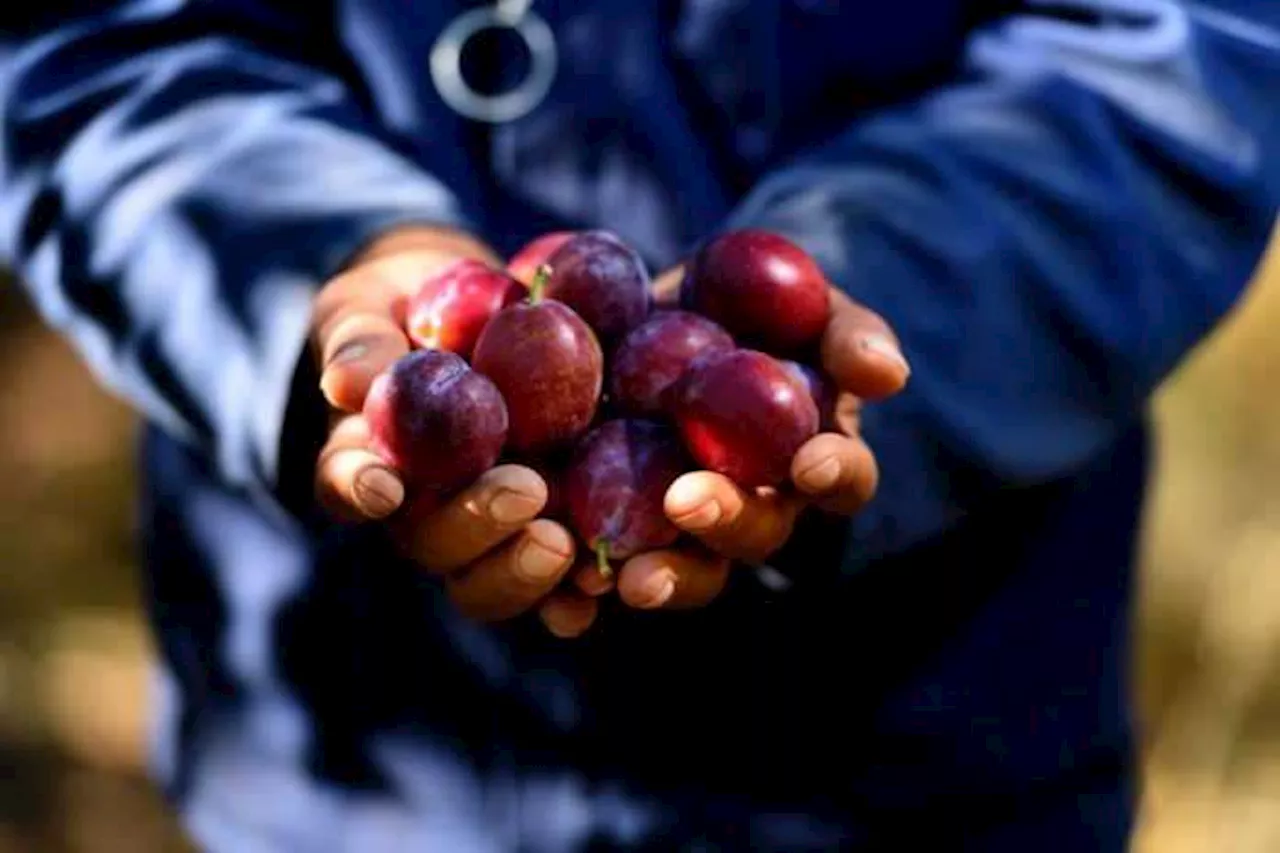 Know your Juicy Delicious peaches, plums and nectarines