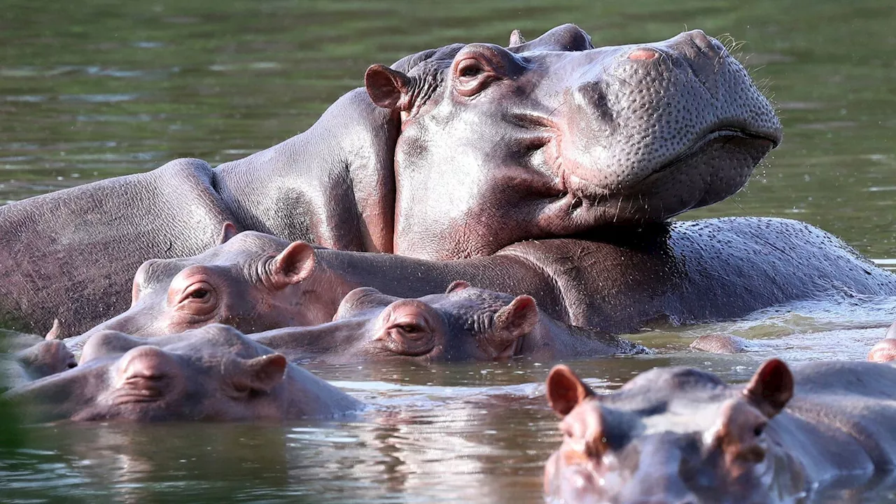 Colombia to cull 'invasive' hippo population after Pablo Escobar's pets spiral in numbers