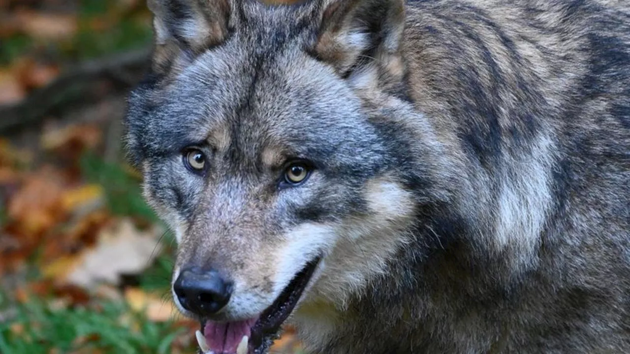 Tiere: Landesregierung: Kein Problemwolf in Thüringen