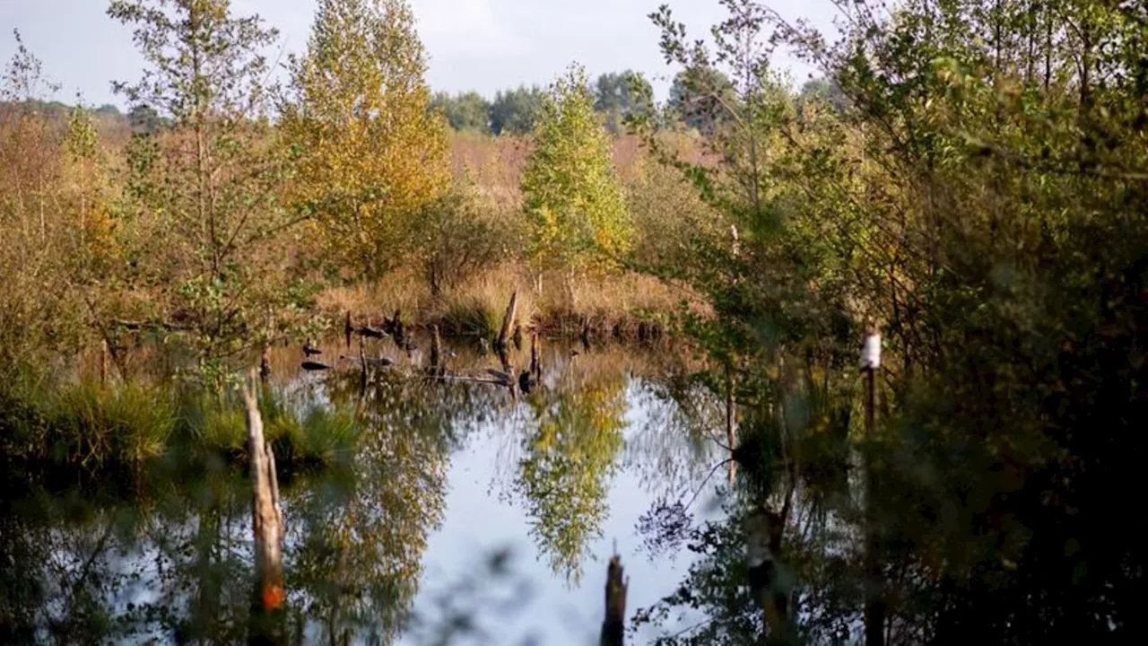 Umwelt: Niedersachsen: Bedeutung der Moore für Klimaschutz stärken