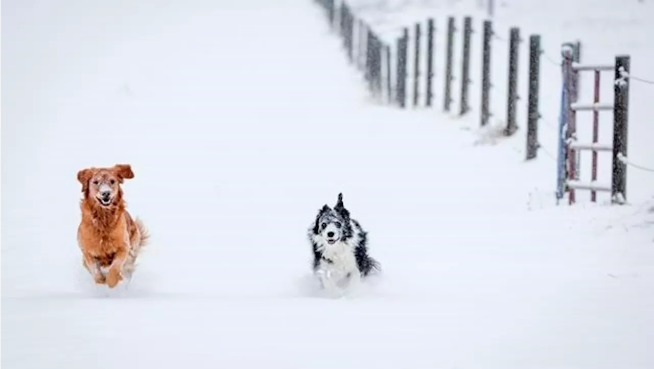 End of daylight time affects pets' schedules too, animal care workers say