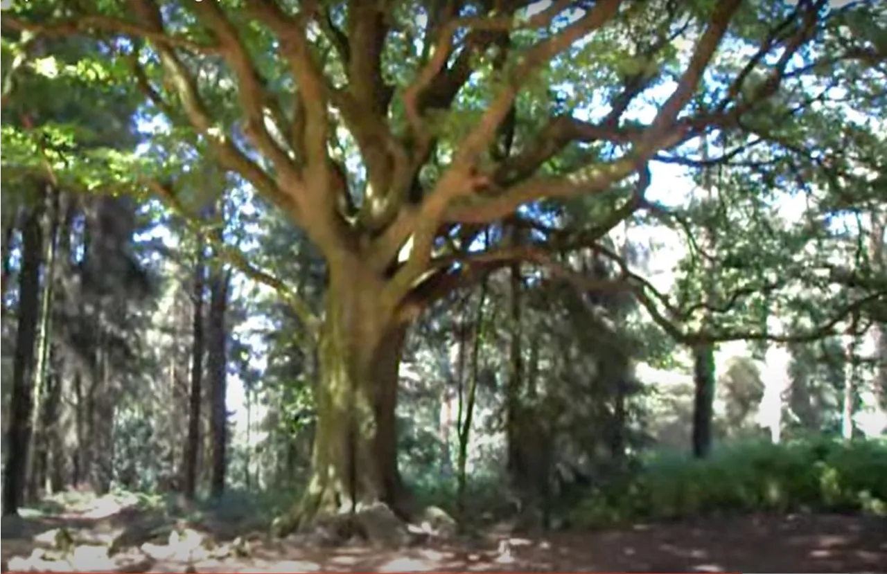 Tempête Ciaran : un hêtre mythique déraciné en forêt de Brocéliande