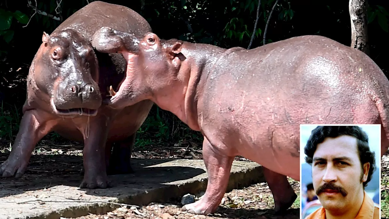 Pablo Escobar’s notorious ‘cocaine hippos’ face being shot dead as 100 beasts run wild in Colombian jungl...