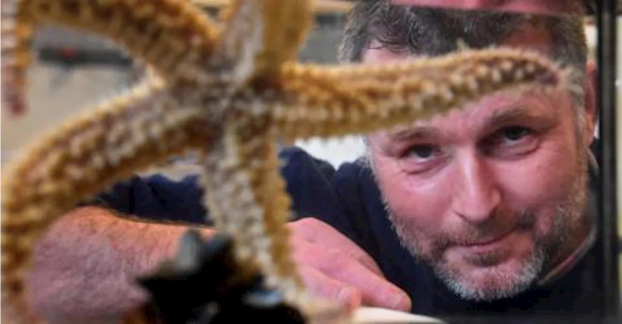 Research shows location of starfish&#039;s head