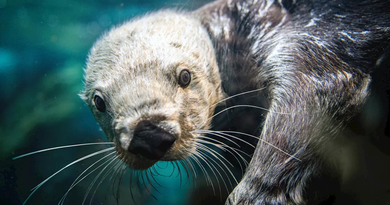 Swimmer says otters bit him 12 times in California lake