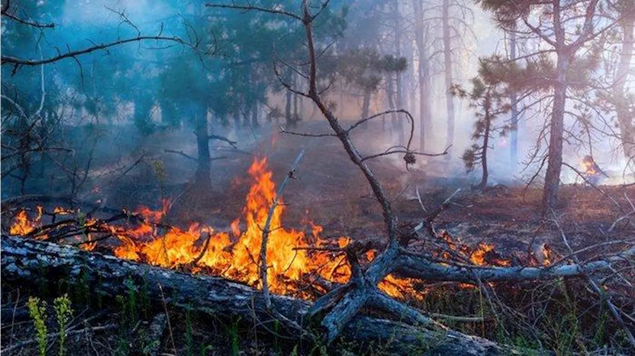 Diduga Hendak Padamkan Kebakaran di Hutan Trenggalek, Abdul Rahman Malah Tewas Terbakar