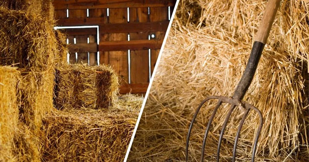 Landwirtin (70) stürzte aus Luke im Heuboden in den Stall: Verletzt im Spital