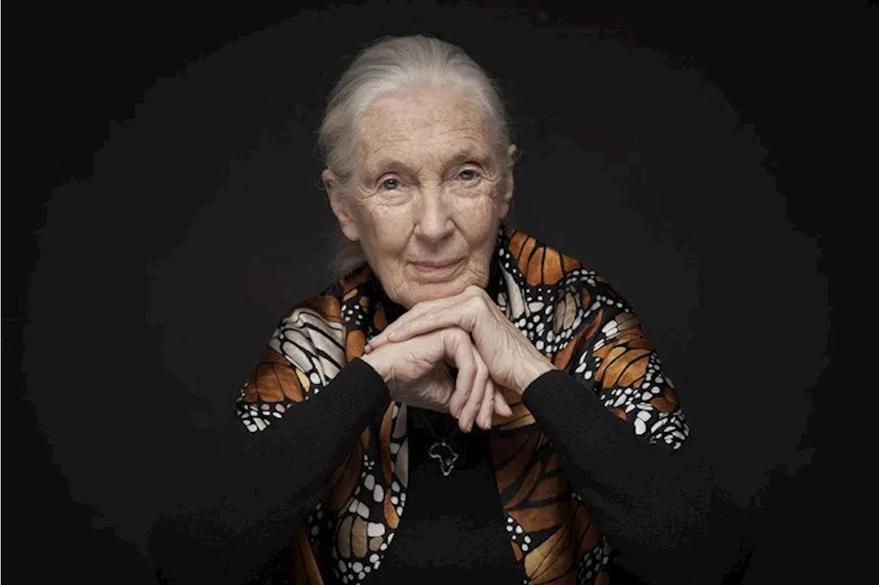 ‘O que eu tive foi paciência’, diz a etóloga britânica Jane Goodall