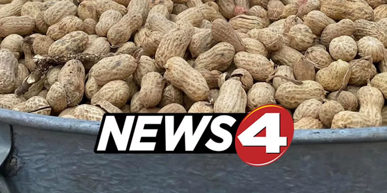 News4 coverage of the National Peanut Festival