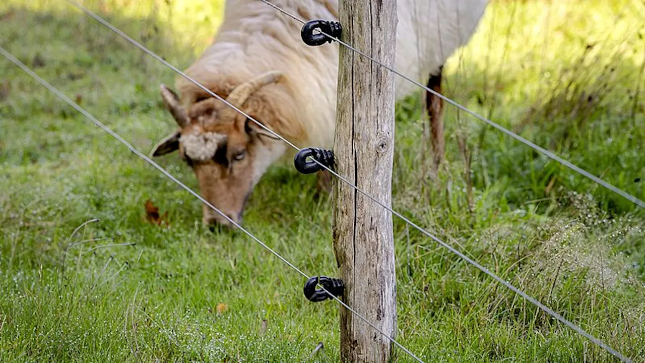 Is de boer of de wolf verantwoordelijk voor gedode schapen? 'Boer moet in elk geval serieuze poging doen ze te beschermen'