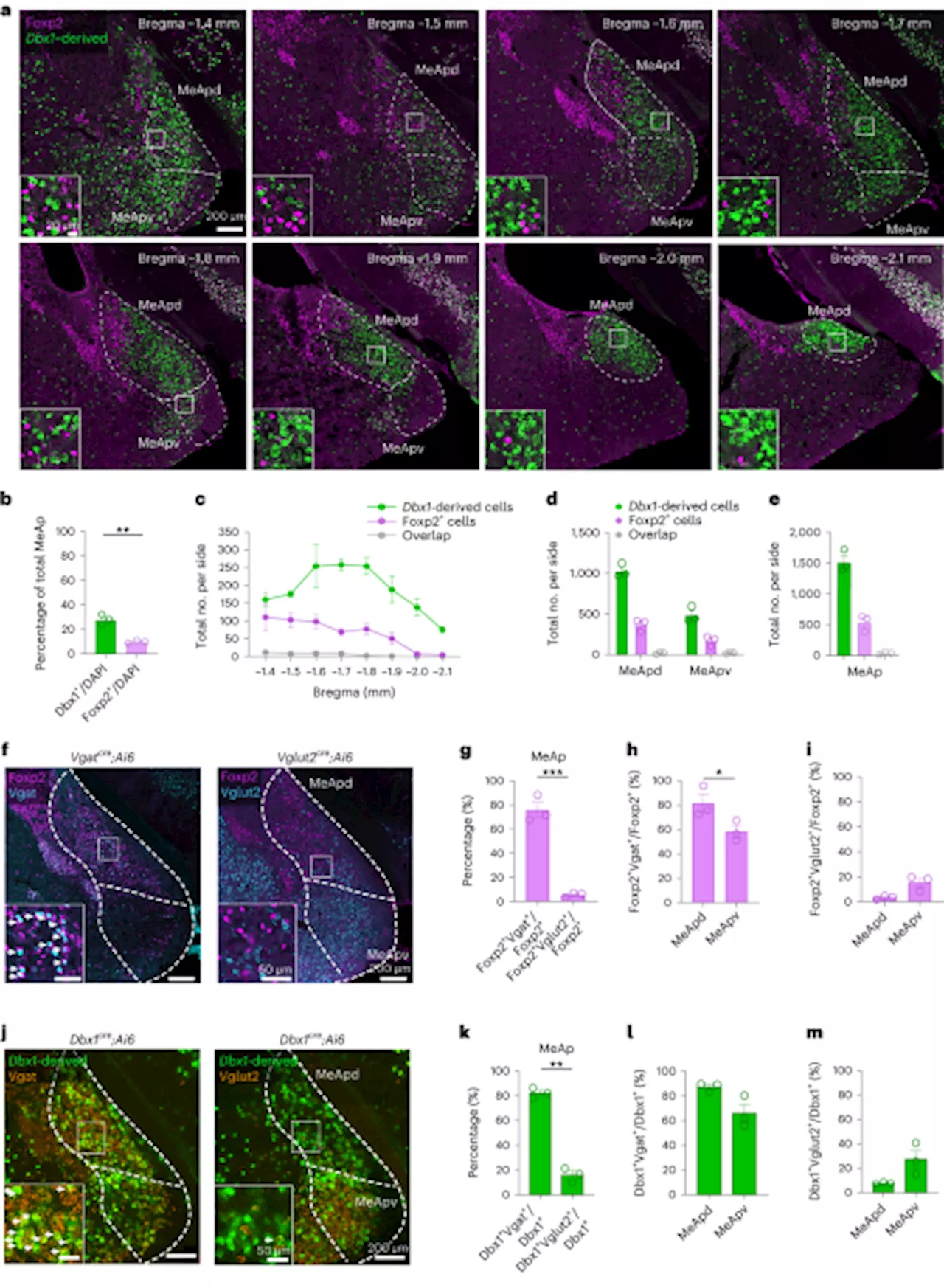 Distinct neural circuits in the brain influence social behavior in male mice