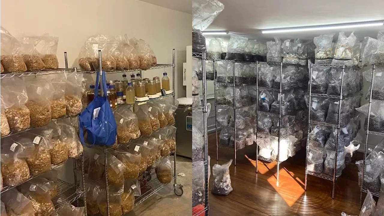 $8.5 million worth of illegal mushrooms found in Connecticut home