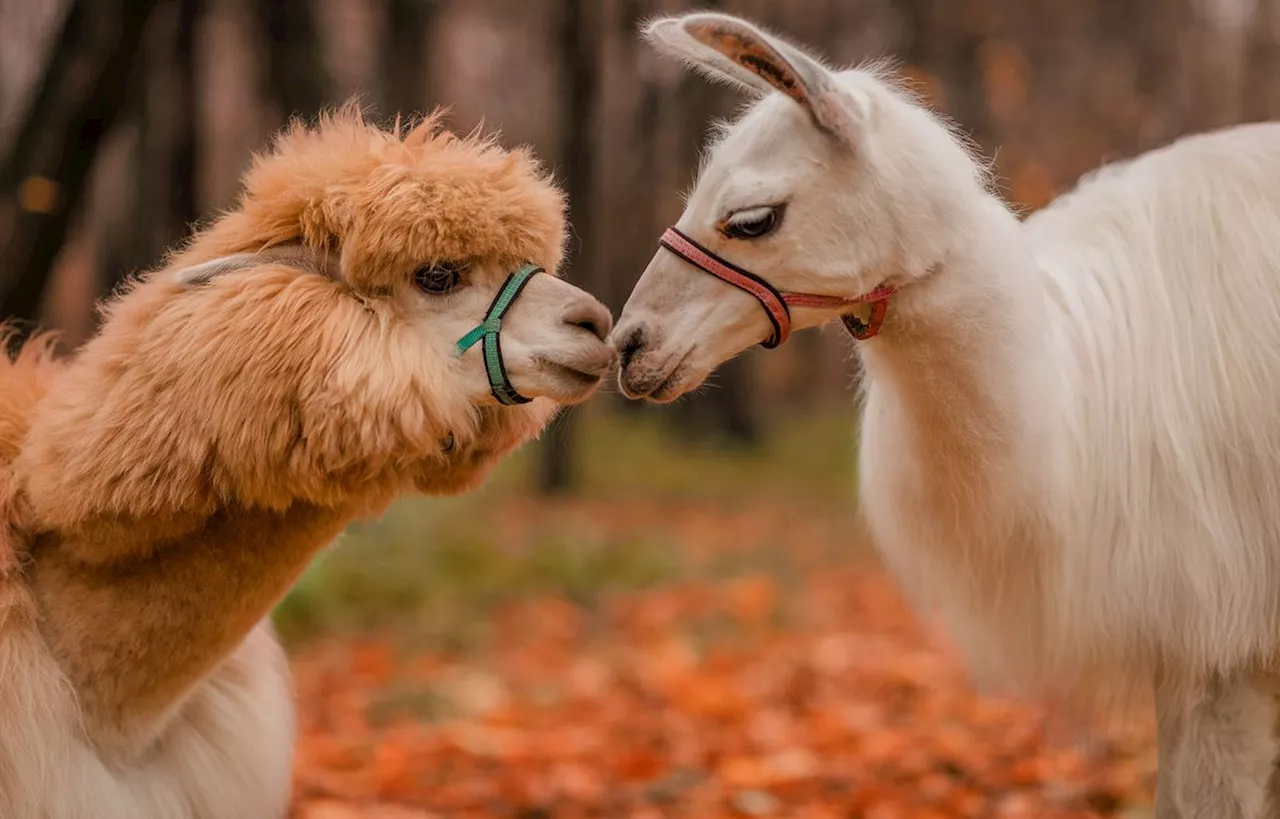 Lama vs alpaga. Comment les différencier ?