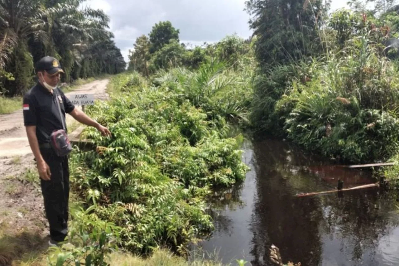 BKSDA Sampit imbau warga waspadai kemunculan buaya saat musim hujan