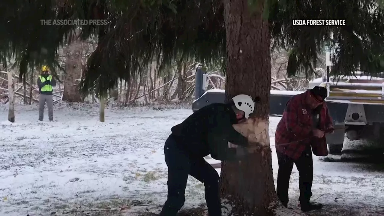 A Norway spruce from West Virginia is headed to the US Capitol to be this year's Christmas tree