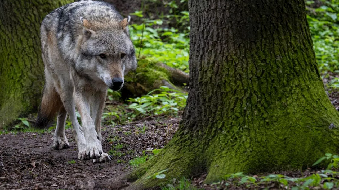 Bremen: DNA-Test bestätigt Wolfssichtung