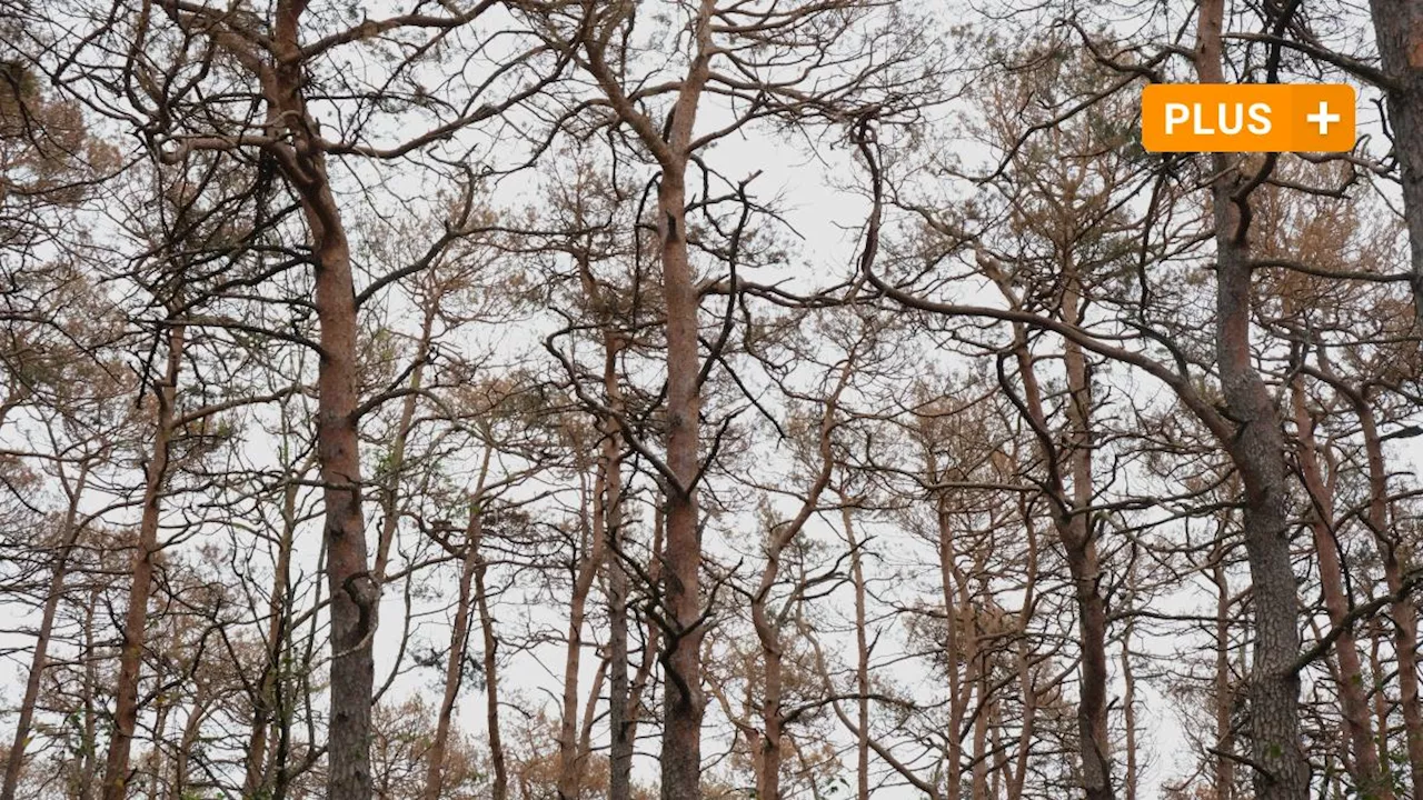 Experten schlagen Alarm: Sterben Augsburgs schönste Kiefernwälder ab?