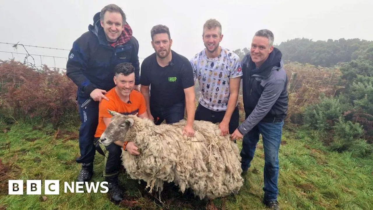 Resc-ewed: Britain's loneliest sheep saved from shoreline