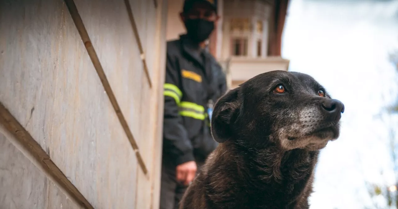 Presidencia explica lo qué pasó con ‘Negra’, la perrita de la Casa de Nariño