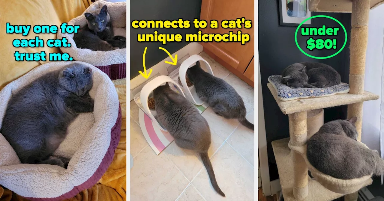 31 Products If You Have Multiple Cats At Home